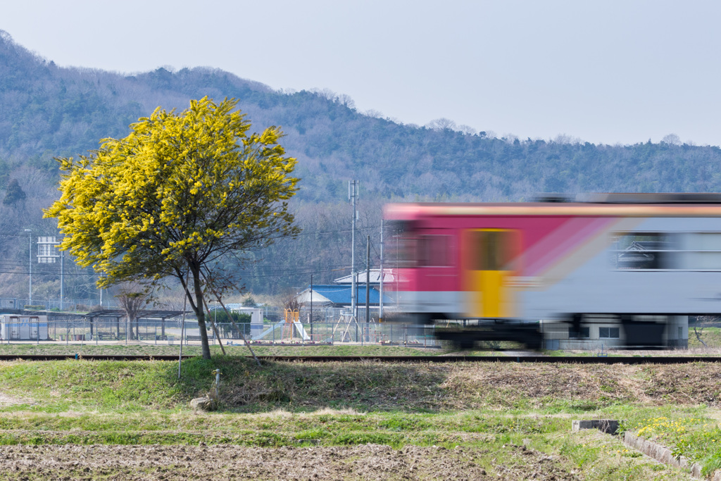 ミモザと北条鉄道
