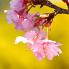 河津桜