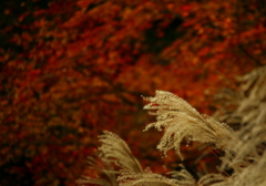 IMG_3045　秋の主役