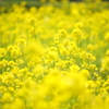 菜花畑