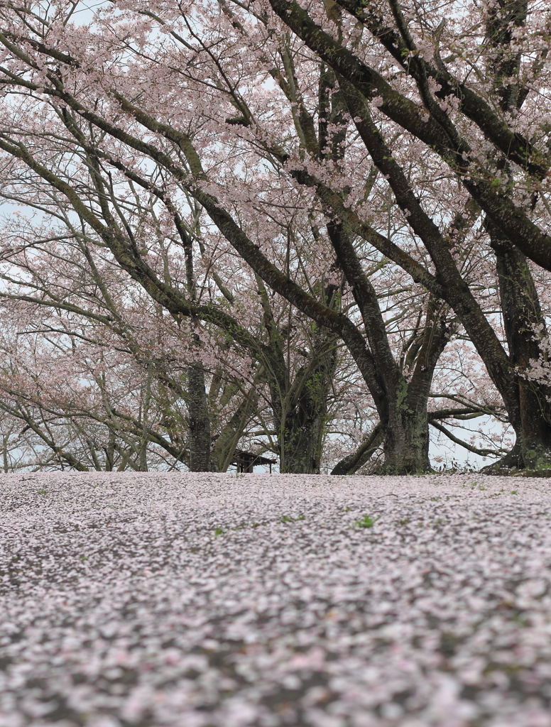 花道