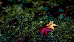 足元の紅葉