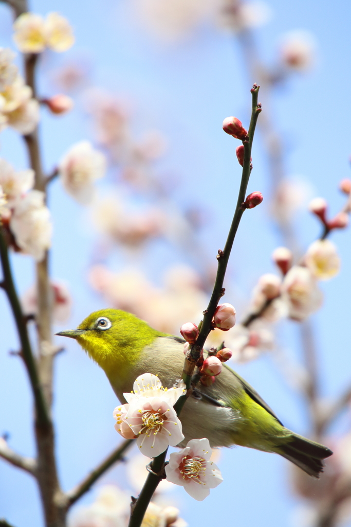 ウメジロー