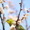 ウメジロー
