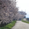 土手の春
