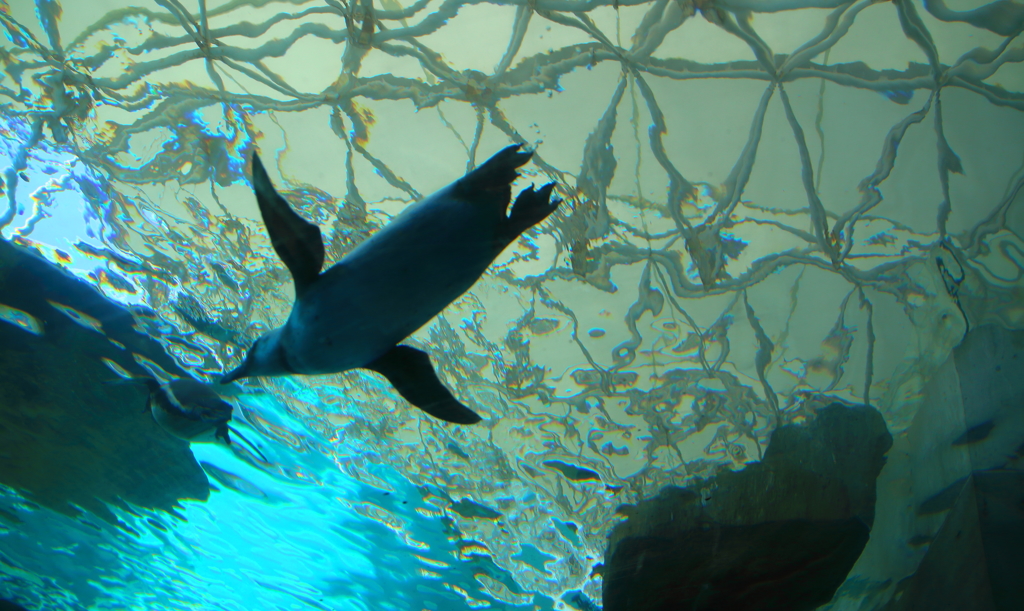 フライングペンギン
