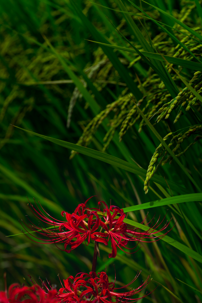 秋の華2