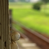 梅雨明けを願って