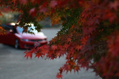 どっちが赤い？