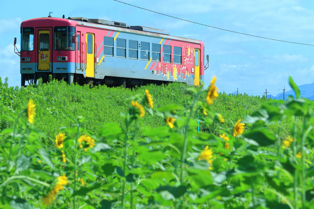 夏のフラワ１号