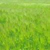 麦畑2