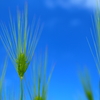 麦