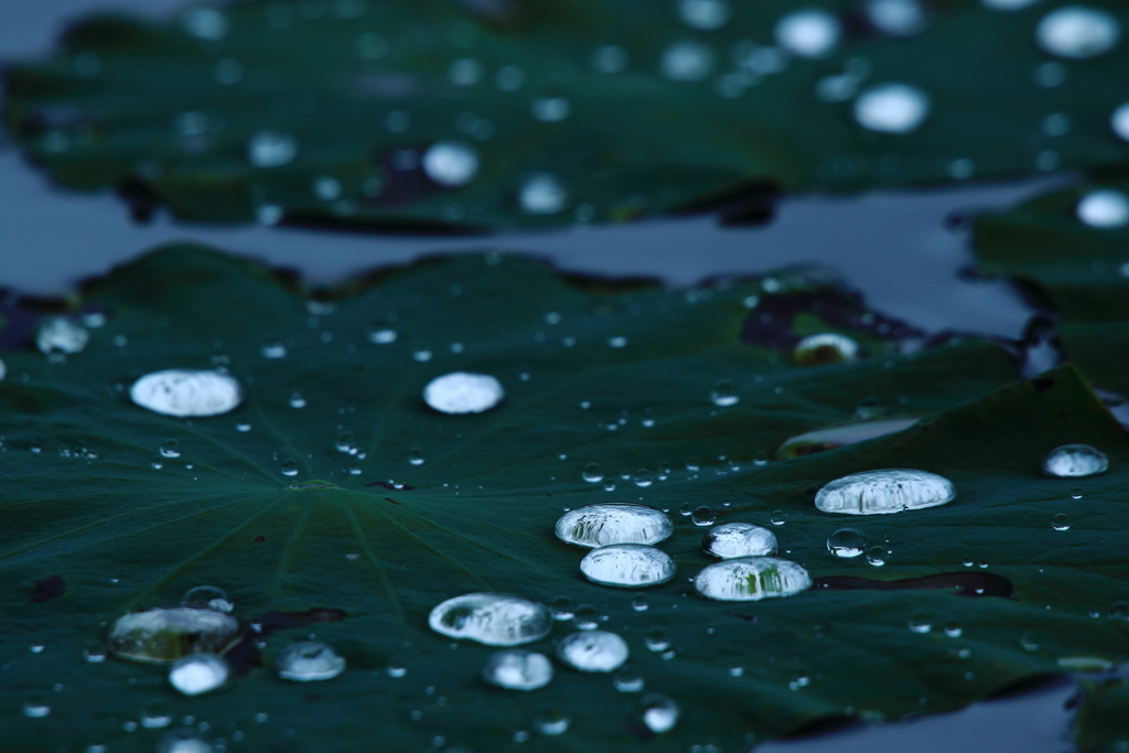 雨上がり