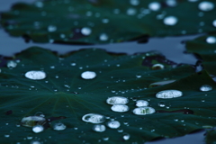 雨上がり