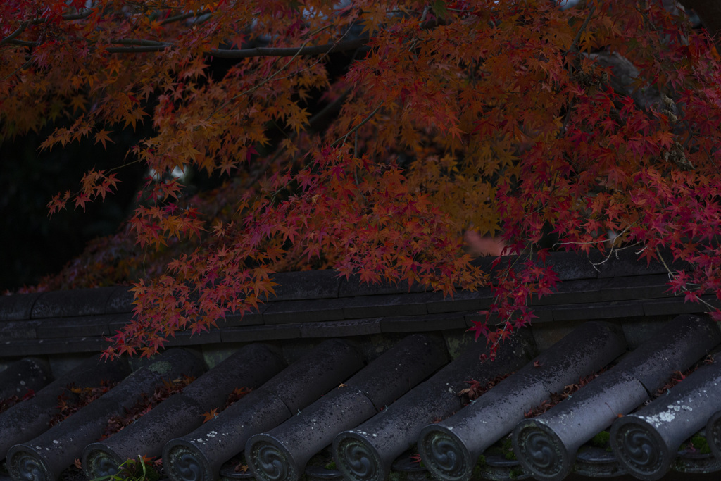 紅葉
