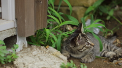 にゃんこポートレート