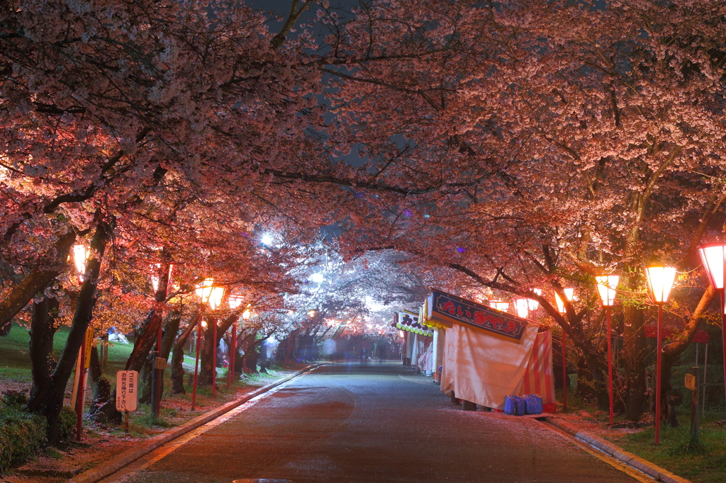 桜のアーチ