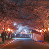 桜のアーチ