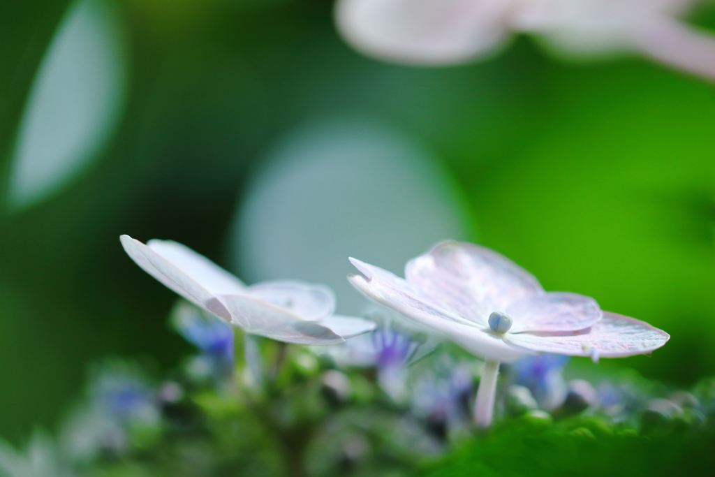 明るい紫陽花