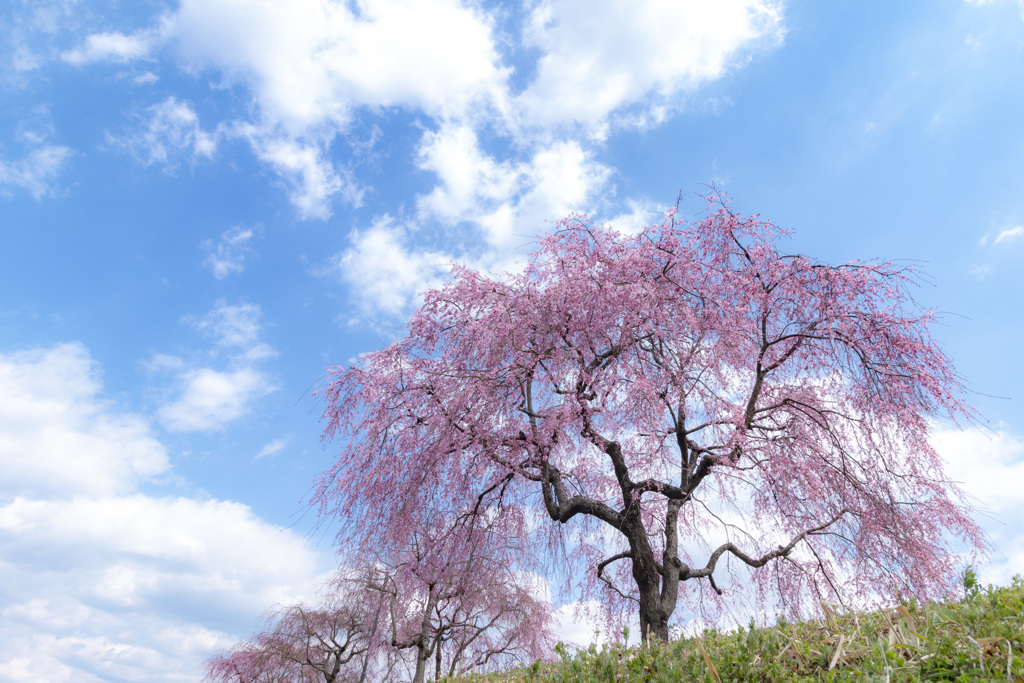 しだれ桜