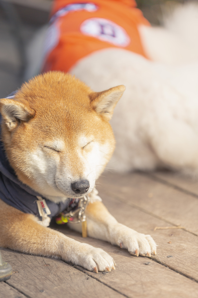 日向ぼっこ