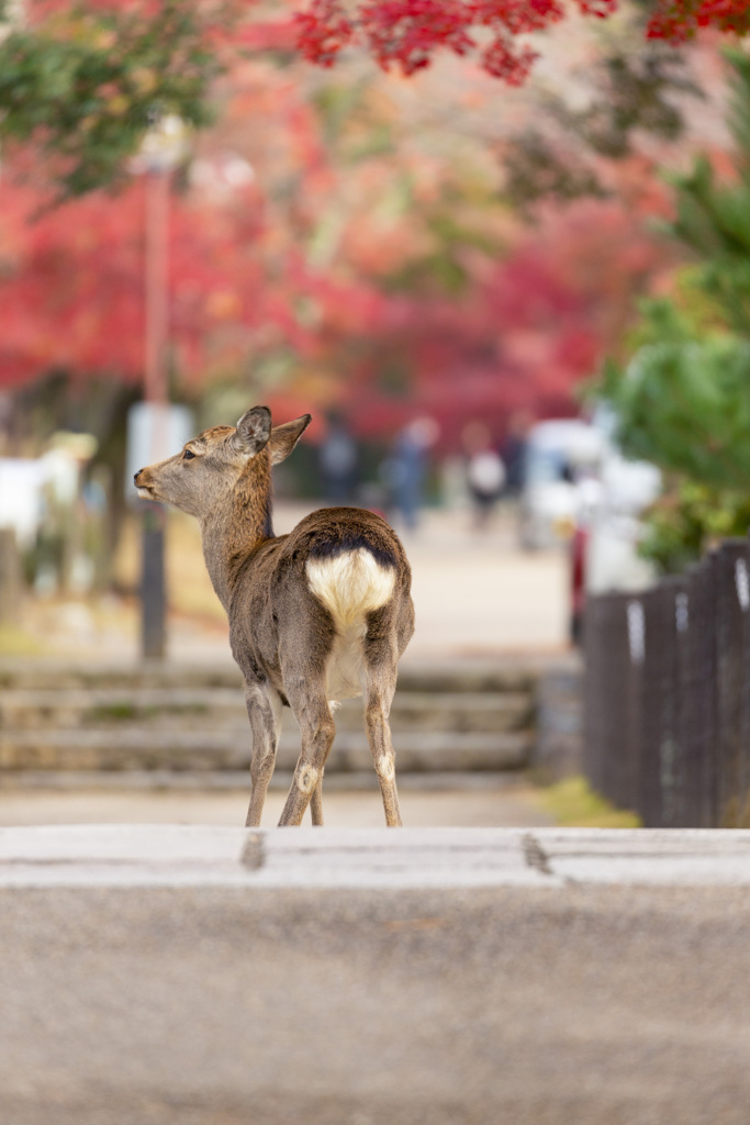 奈良の秋