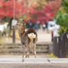 奈良の秋