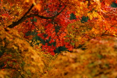 IMG_3052　色とりどり