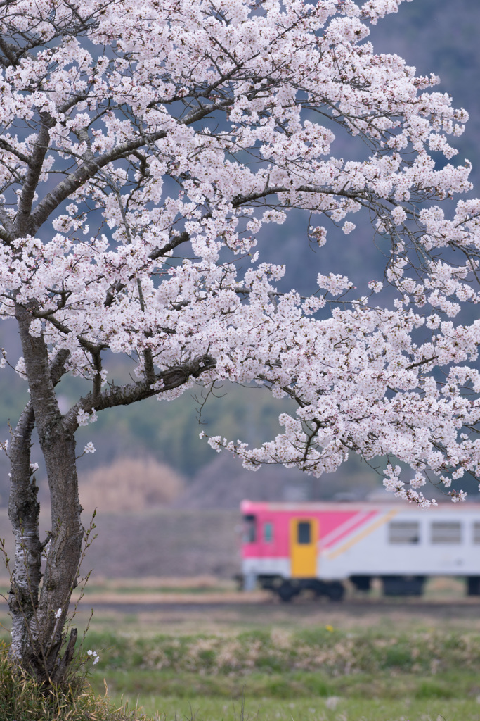桜の頃
