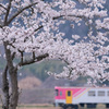 桜の頃