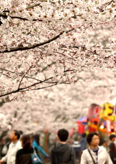 花見風景