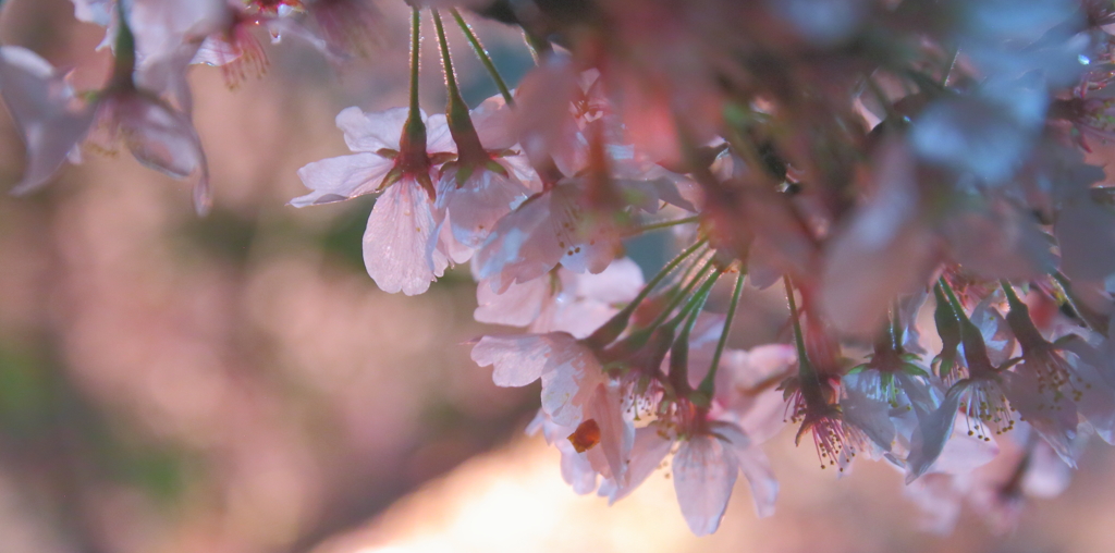 桜ライトアップ