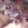 桜ライトアップ