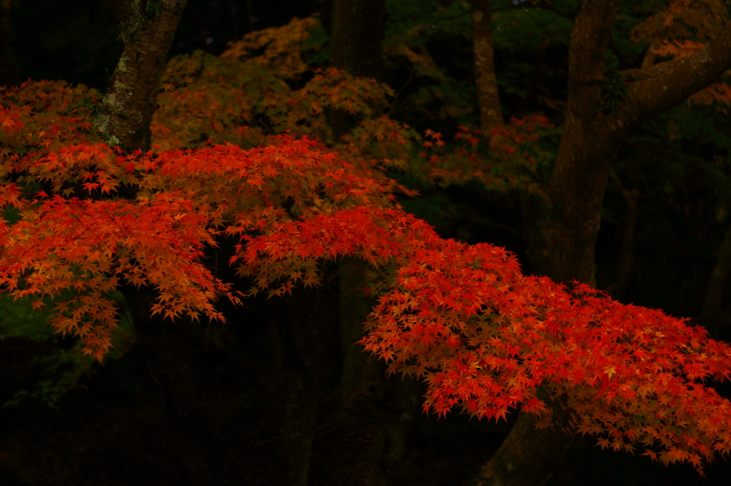 浮かび上がる色