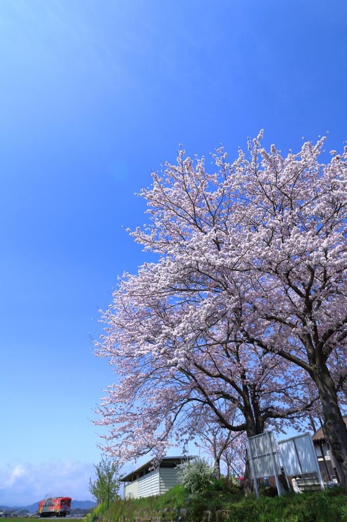 法華口の裏桜