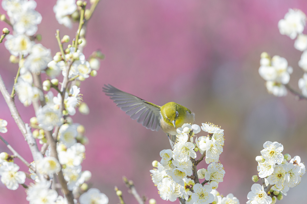 ウメジロー参上