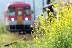 菜の花　北条鉄道