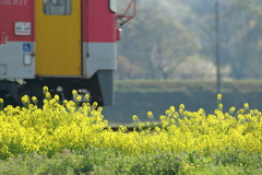 菜の花鉄道