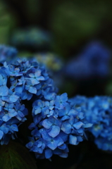 紫陽花