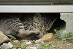 にゃんこポートレート