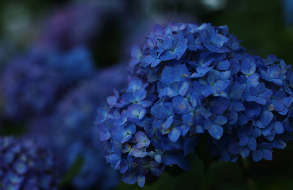 紫陽花　2