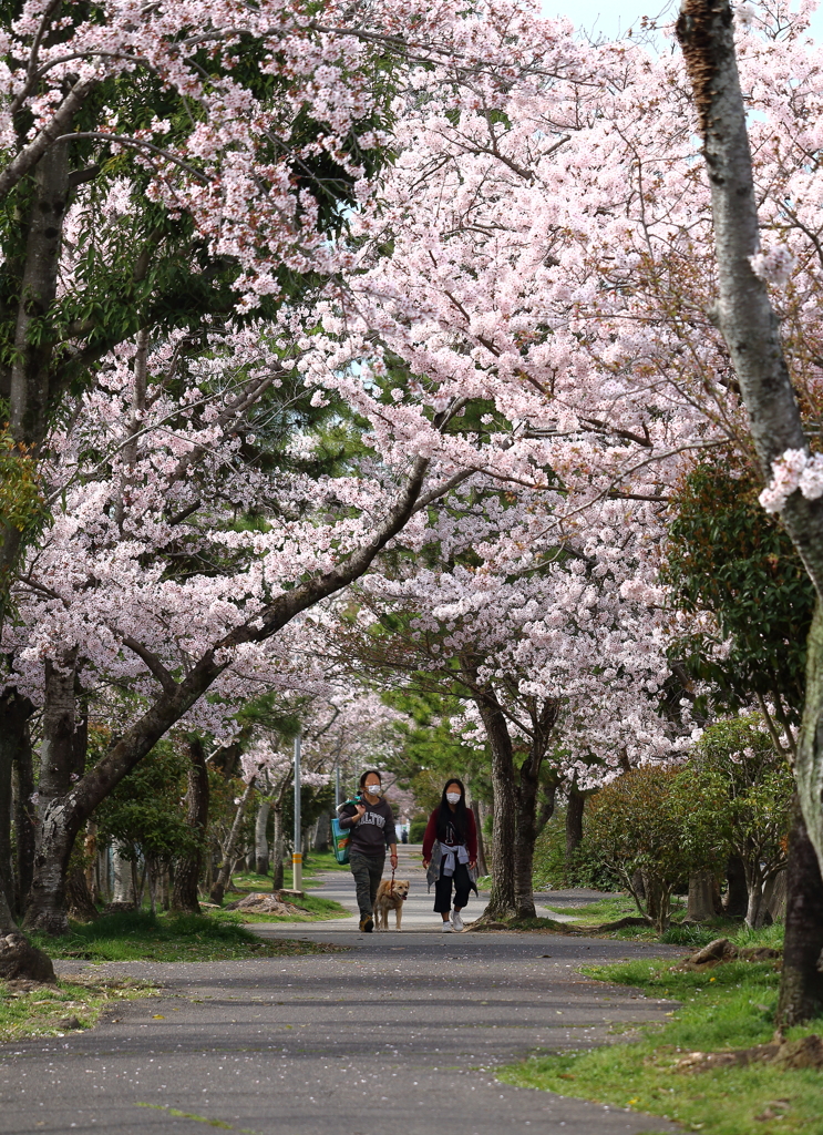 春の散歩道