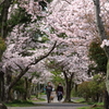 春の散歩道