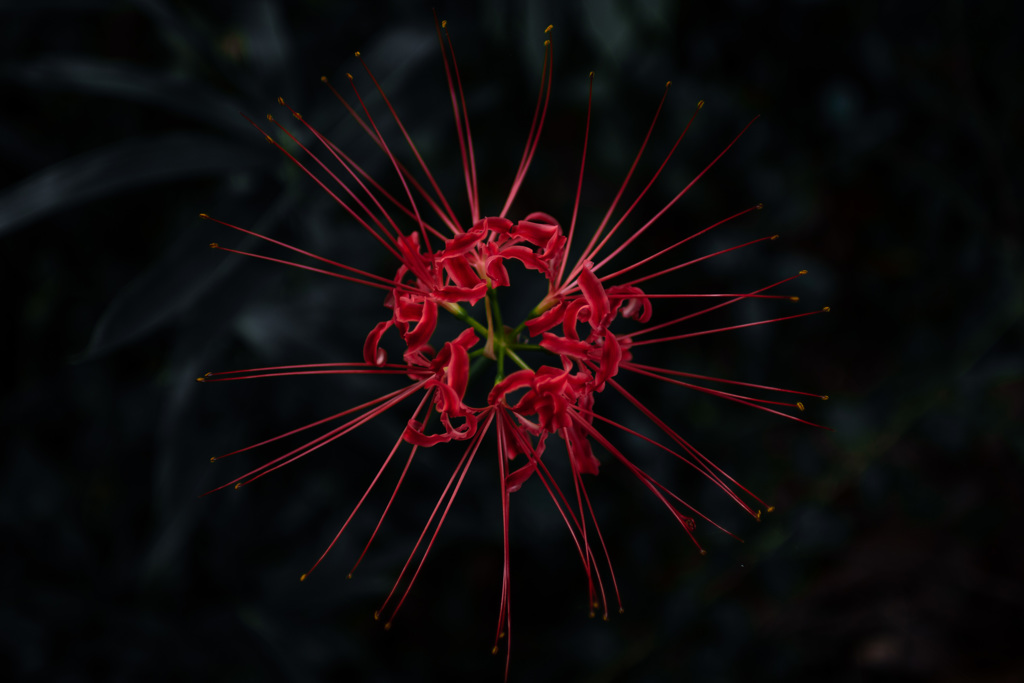 秋の花火