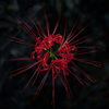 秋の花火