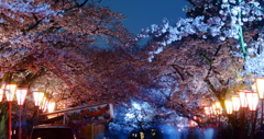 夜桜2