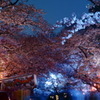 夜桜2