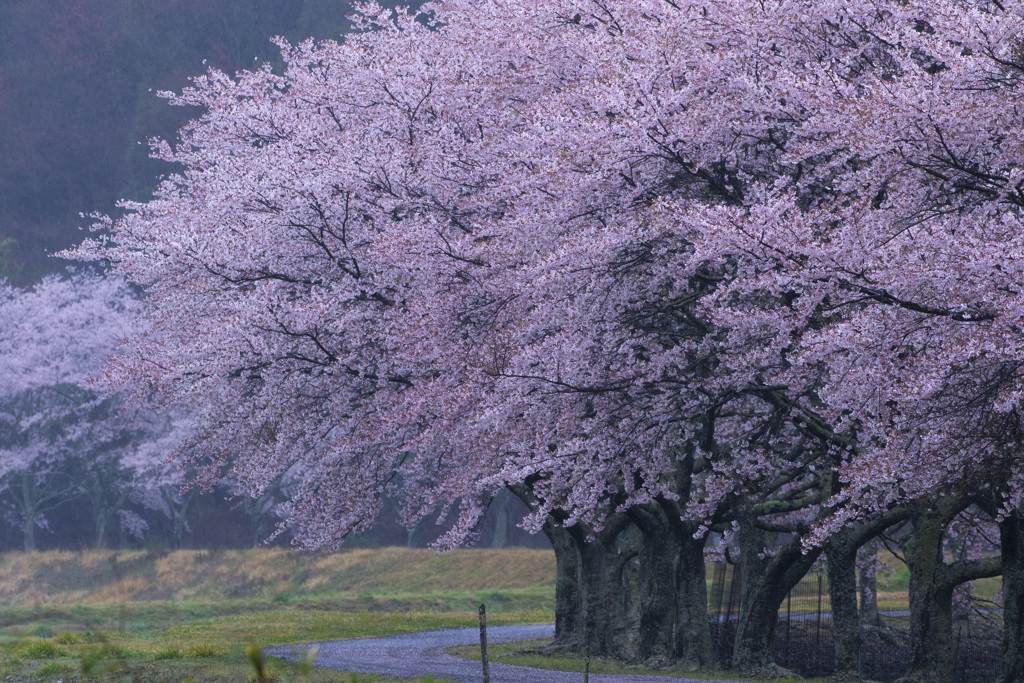 立派な桜並木