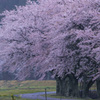 立派な桜並木