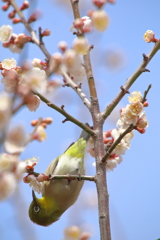 アクロバットな食事